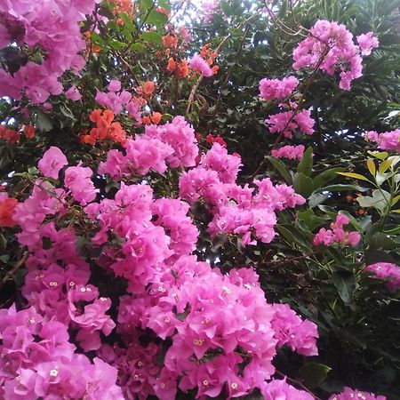 Mar De Flores ベガ・デ・サン・マテオ エクステリア 写真